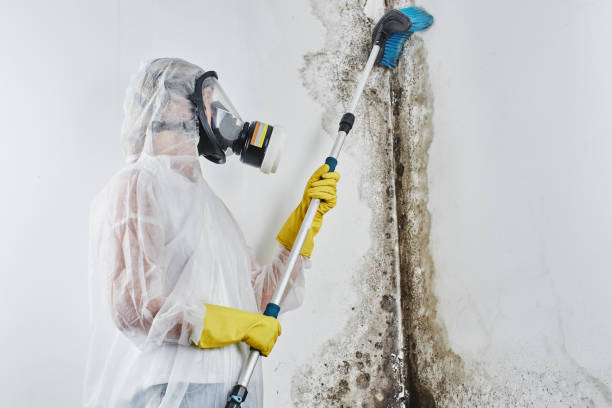 Best Basement Mold Removal in Akron, NY