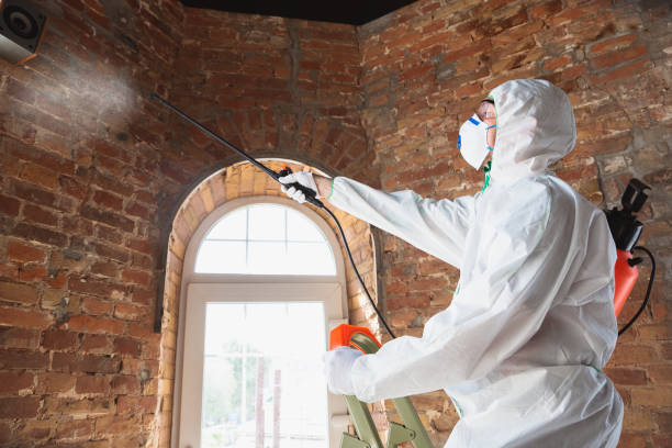 Reliable Akron, NY Mold Removal Solutions