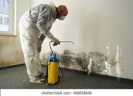 Best Environmental Consulting for Mold Prevention in Akron, NY